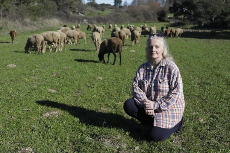 AMOR LEVA MULHER FRANCESA À CRIAÇÃO DE OVELHAS BORDALEIRA SERRA DA ESTRELA EM CELORICO DA BEIRA