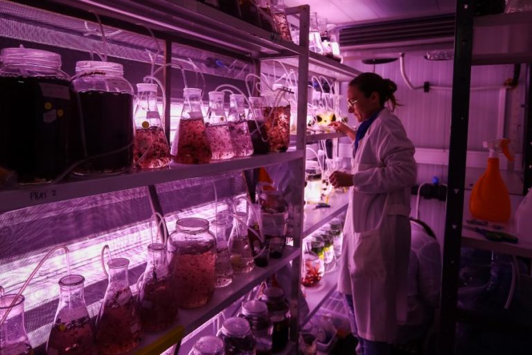 NA RIA DE AVEIRO CULTIVAM-SE ALGAS COM INOVAÇÃO