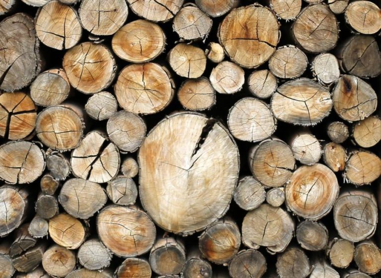 ANGOLA LEVANTA INTERDIÇÃO DE CORTE DE ÁRVORES EM PLANTAÇÕES FLORESTAIS