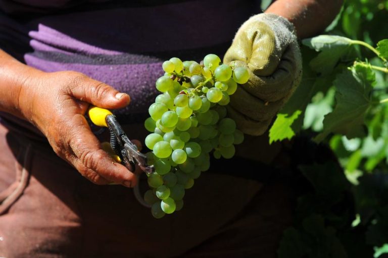 PRODUTORES DE VINHO NO ALGARVE TRIPLICAM E RELANÇAM SETOR REFREADO PELO TURISMO