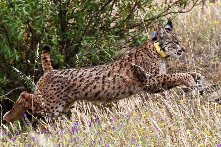 LINCE-IBÉRICO A VIVER LIVRE NA NATUREZA EM PORTUGAL SOBE HOJE PARA 109
