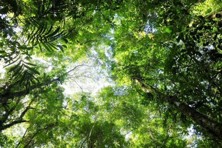 FLORESTAS ESTÃO A PERDER CAPACIDADE DE RETIRAR DIÓXIDO DE CARBONO DA ATMOSFERA