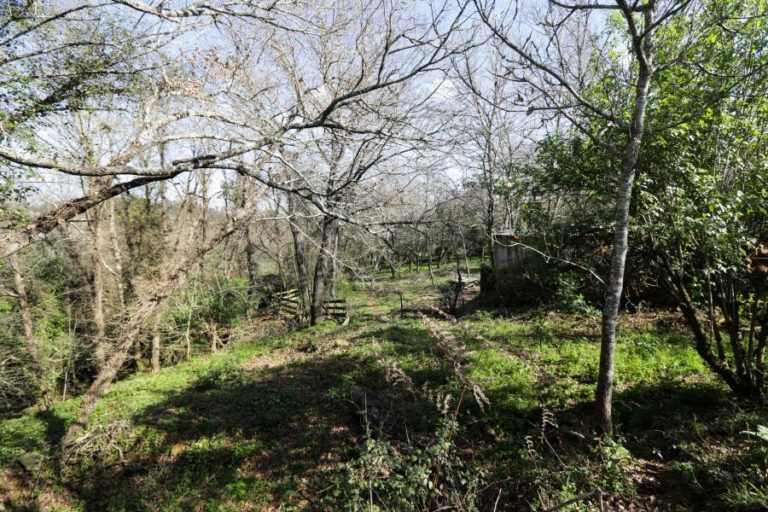 HÁ MAIS DE 20 ANOS QUE SAMUEL CRIA UM BOSQUE DE MÃOS DADAS COM A NATUREZA