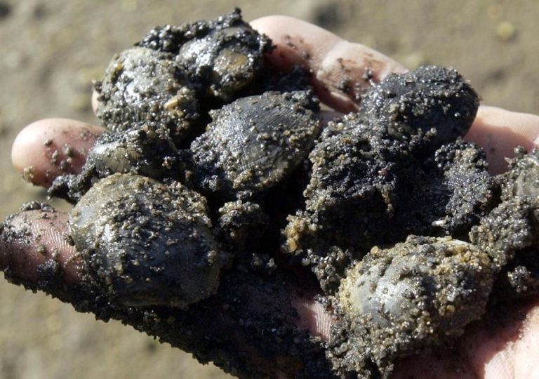 GNR DE MATOSINHOS APREENDE 677 QUILOS DE BIVALVES E OURIÇOS-DO-MAR POR FALTA DE LICENÇA