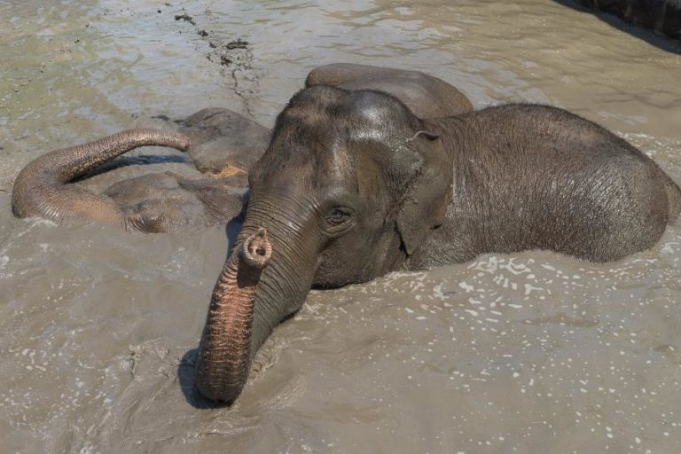 MAIOR RESERVA MOÇAMBICANA CELEBRA SEGUNDO ANO SEM ABATE DE ELEFANTES