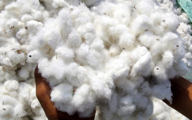 SUBSÍDIO PARA PEQUENOS PRODUTORES DE ALGODÃO EM MOÇAMBIQUE É “MARCO HISTÓRICO”– ASSOCIAÇÃO