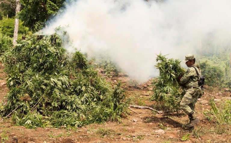 POLÍCIA BRASILEIRA ANUNCIA APREENSÃO DE 28 TONELADAS DE MARIJUANA, A MAIOR DE SEMPRE NO PAÍS