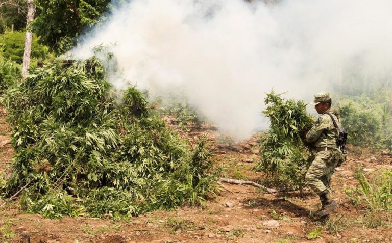 POLÍCIA BRASILEIRA ANUNCIA APREENSÃO DE 28 TONELADAS DE MARIJUANA, A MAIOR DE SEMPRE NO PAÍS