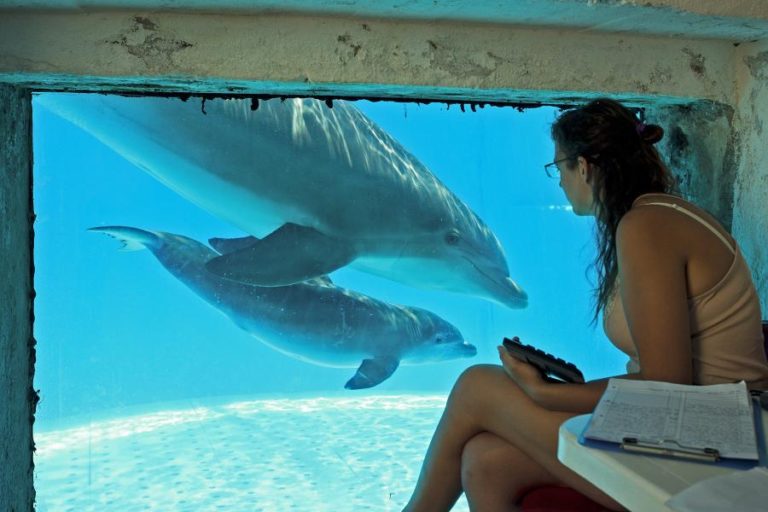 COVID-19: PARQUE OCEANOGRÁFICO ZOOMARINE NO ALGARVE REABRE NA QUARTA-FEIRA