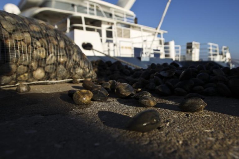 MAIS DE 850 QUILOS DE AMÊIJOA-JAPONESA APREENDIDOS NA ZONA DO PARQUE DAS NAÇÕES