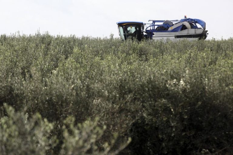 ASSOCIAÇÃO SATISFEITA POR “REGULAMENTAÇÃO DISCRIMINATÓRIA” DO OLIVAL SER “CHUMBADA” NA AR