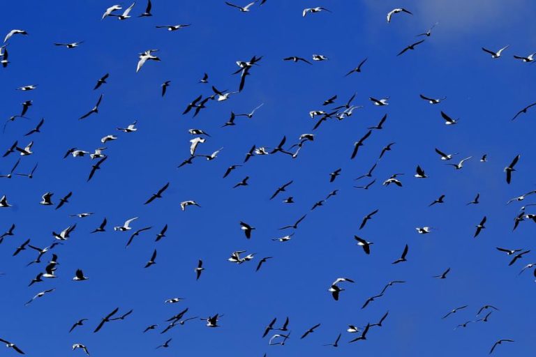ESTUDO ESTIMA QUE CERCA DE 194 MILHÕES DE AVES PODEM MORRER ATROPELADAS POR ANO NA EUROPA