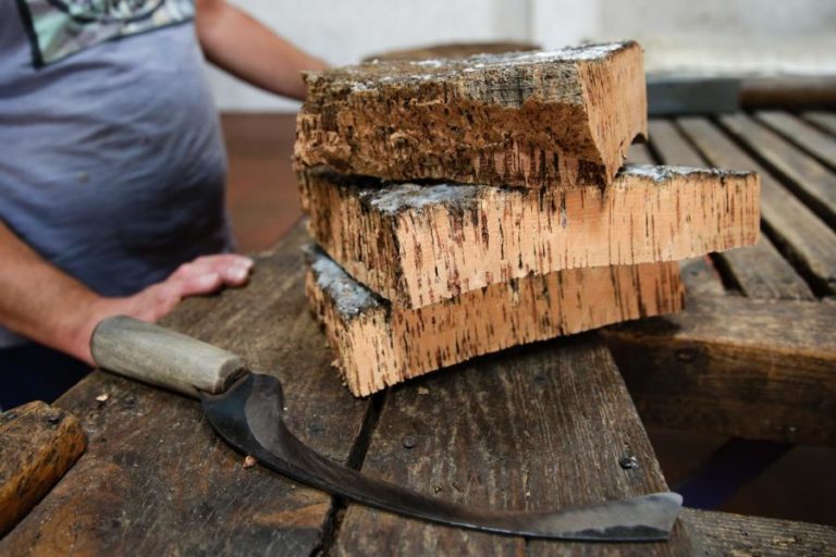 CORTIÇA LIDERA PRODUÇÃO SILVÍCOLA NACIONAL EM 2018 – INE