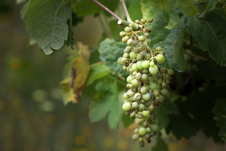 MAU TEMPO CAUSOU “MUITOS PREJUÍZOS” EM VINHAS DA BEIRA INTERIOR