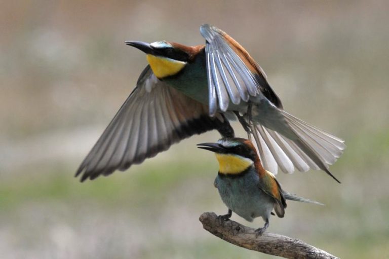 DESCOBERTA CIENTÍFICA DA UNIVERSIDADE DO PORTO SOBRE AVES É CAPA DA REVISTA SCIENCE