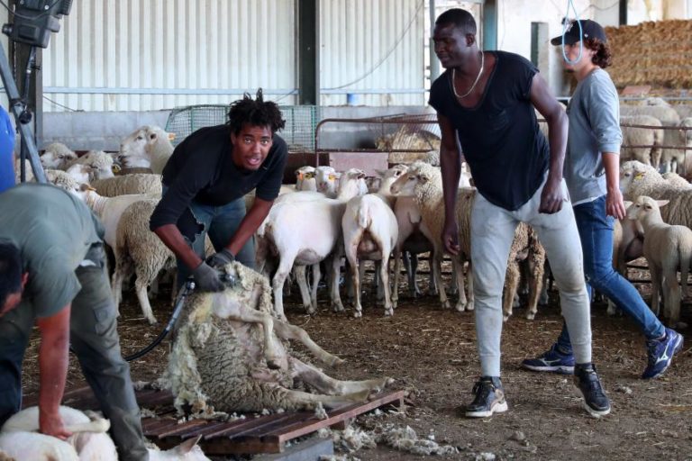 COVID-19: JOGADORES ESTRANGEIROS TROCAM CAMPOS DE FUTEBOL PELOS AGRÍCOLAS NO ALENTEJO