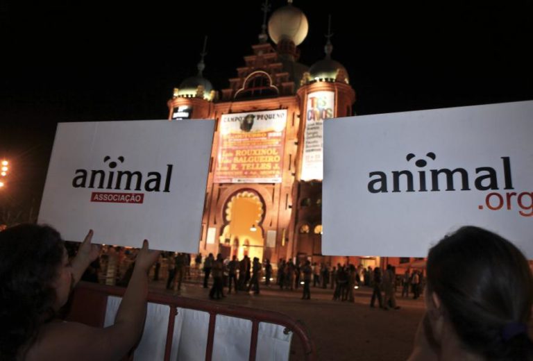 ANIMAL QUER APURAMENTO DE RESPONSABILIDADES APÓS FOGO QUE ATINGIU CANIL DE SANTO TIRSO