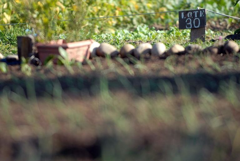 OEIRAS LANÇA CONCURSO PÚBLICO PARA ESPAÇO DE HORTAS E POMAR EM ALGÉS