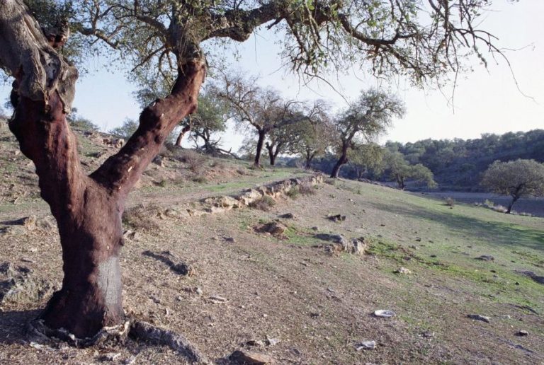 PORTUGAL CONTINENTAL REGISTA AUMENTO DA SECA METEOROLÓGICA EM JUNHO