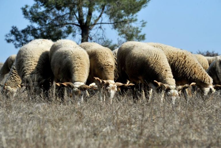 CHINA BANE IMPORTAÇÃO DE OVELHAS PORTUGUESAS DEVIDO A SURTO DE PARAPLEXIA ENZOÓTICA
