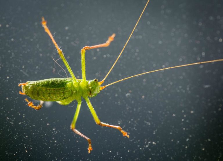 MOÇAMBIQUE LANÇA “ALERTA MÁXIMO” PARA POSSÍVEL PRAGA DE GAFANHOTOS NO NORTE