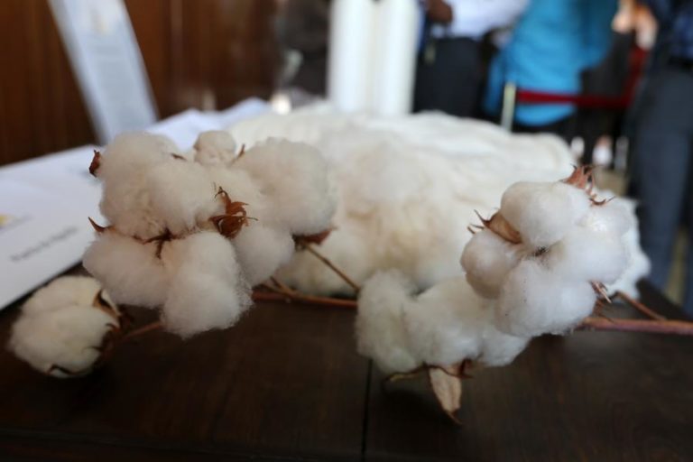 EMPRESAS MOÇAMBICANAS DE ALGODÃO PEDEM MENOS RESTRIÇÕES NA IMPORTAÇÃO DE SEMENTE