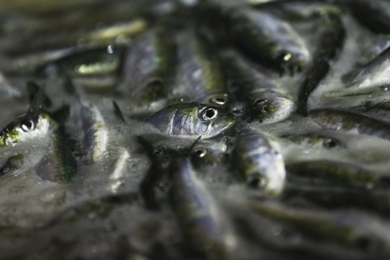 GNR APREENDE MAIS DE UMA TONELADA DE SARDINHA EM VIANA DO CASTELO POR FUGA À LOTA