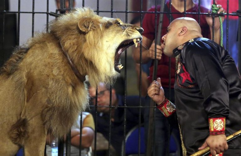 GOVERNO APROVA ENTIDADES COM AUTORIDADE NA GESTÃO DE ANIMAIS NOS CIRCOS