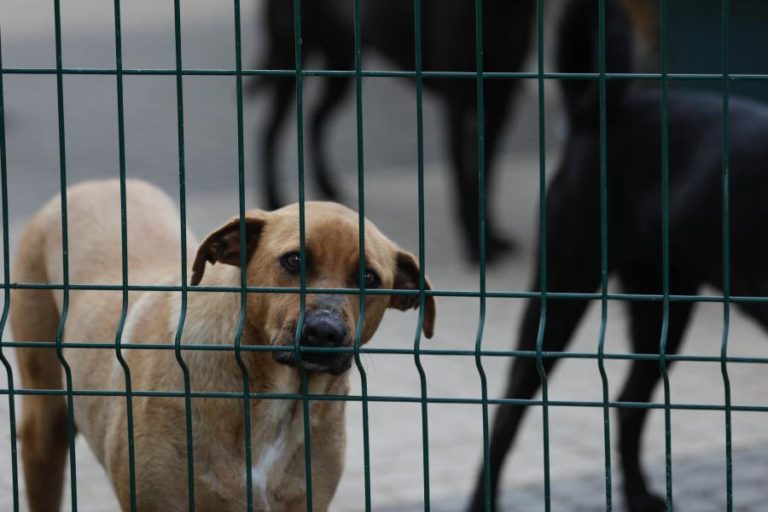 ABRIGOS DE ANIMAIS DE SANTO TIRSO ERAM ILEGAIS E JÁ TINHAM SIDO FISCALIZADOS