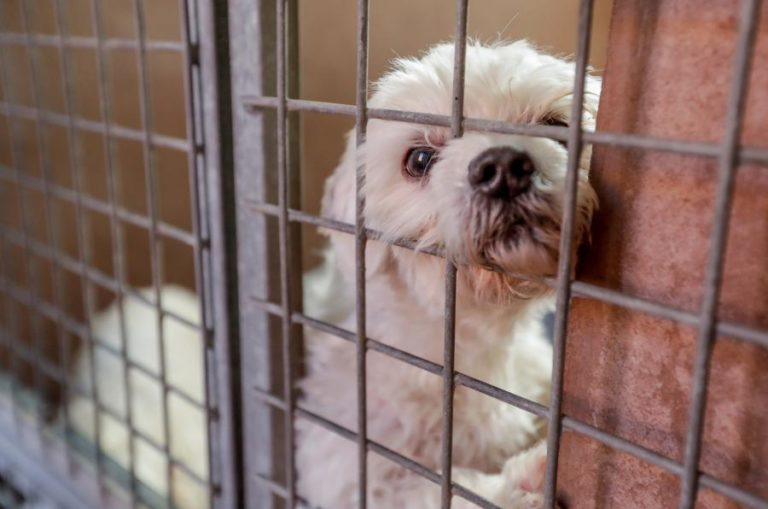 CANIL ILEGAL DA FEIRA COM 150 PESSOA À PORTA A RECLAMAR MELHORES CONDIÇÕES PARA OS ANIMAIS