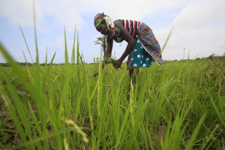 COVID-19: GOVERNO ANGOLANO APROVA FINANCIAMENTO DE 34 MILHÕES DE EUROS PARA COMPRA DE FERTILIZANTES