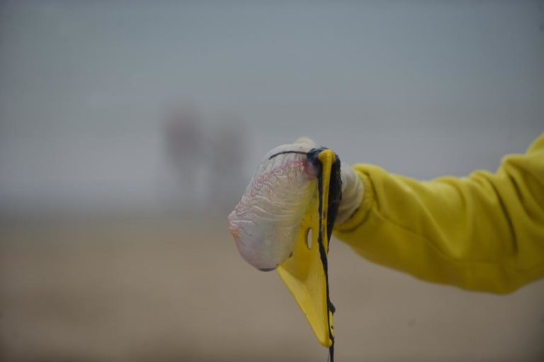 BANHOS INTERDITADOS NA FOZ DO ARELHO APÓS DAREM À COSTA ORGANISMOS GELATINOSOS