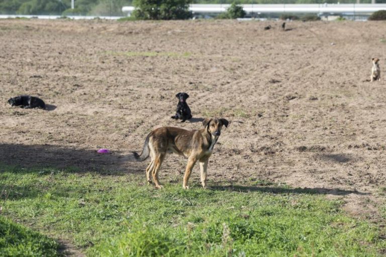 INCÊNDIOS: CÂMARA DE SANTO TIRSO ESCLARECE QUE CONTABILIZOU 110 CÃES COM VIDA