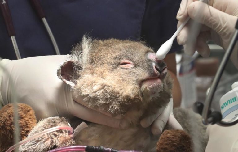 TRÊS MIL MILHÕES DE ANIMAIS MORTOS OU DESLOCADOS PELOS INCÊNDIOS NA AUSTRÁLIA