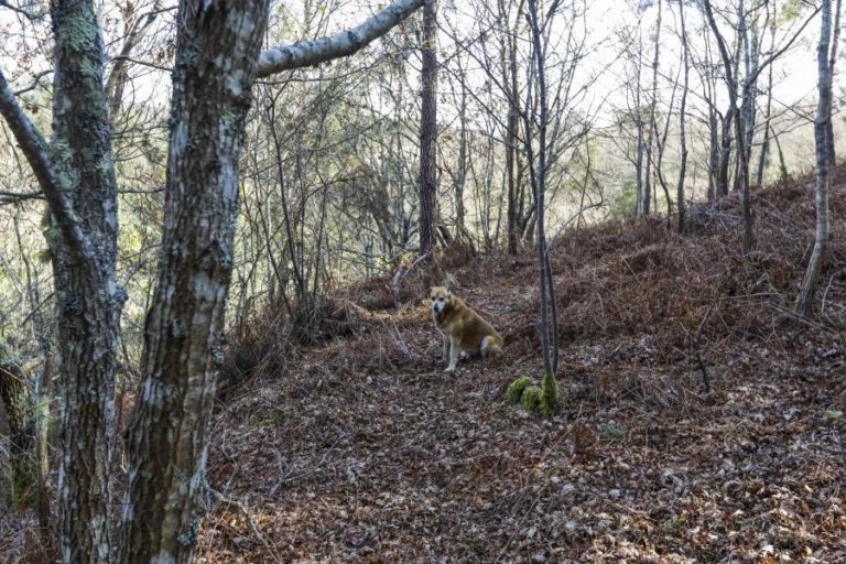 INCÊNDIOS: ABRIGOS PARA ANIMAIS EM SANTO TIRSO JÁ TINHAM SIDO ALVO DE QUEIXA QUE FOI ARQUIVADA