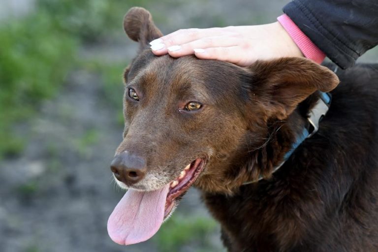 CÂMARA DE SANTO TIRSO NOTIFICADA EM 2006 PARA ATUAR SOBRE ABRIGOS ILEGAIS DE ANIMAIS