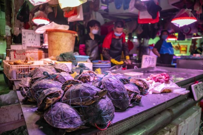 CHINA VAI ENCERRAR GRADUALMENTE TODOS OS MERCADOS DE AVES VIVAS
