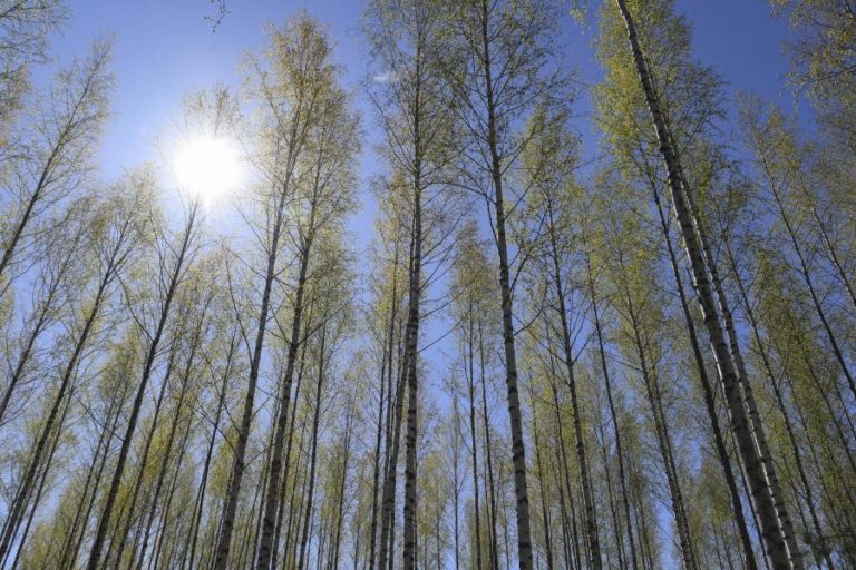 PERDA DE BOSQUES NA UE COMPROMETE LUTA CONTRA ALTERAÇÕES CLIMÁTICAS – ESTUDO