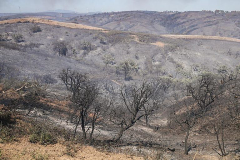 ÁREA ARDIDA DIMINUIU MAIS DE METADE ATÉ 30 DE JUNHO