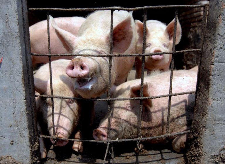 CHINA MINIMIZA PERIGO DE NOVA PANDEMIA A PARTIR DE VÍRUS DESCOBERTOS EM PORCOS