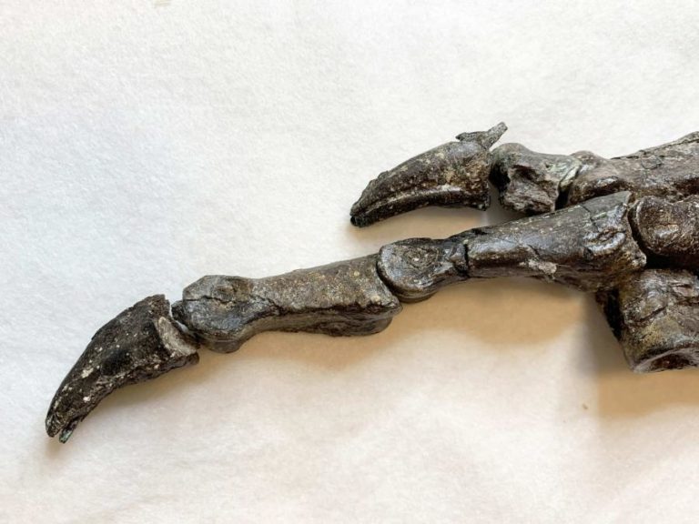 BRASIL APRESENTA FÓSSIL DE DINOSSAURO DESCONHECIDO