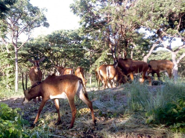AUTORIDADES ANGOLANAS DESATIVAM 266 ARMADILHAS DE CAÇADORES NO PARQUE DE CANGANDALA