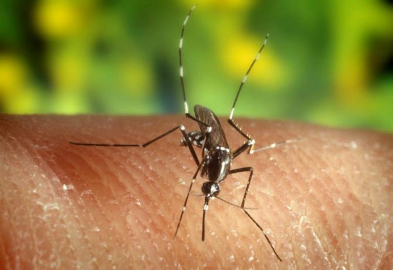 MAIOR URBANIZAÇÃO PODERÁ AUMENTAR NÚMERO DE MOSQUITOS QUE PREFEREM PICAR PESSOAS – ESTUDO