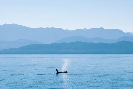 Foto: Wallpaper Flare