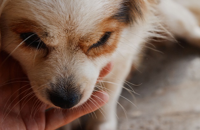 Foto: Pham/Pexels