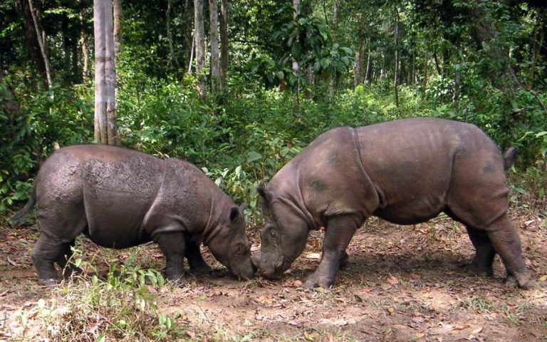 CIENTISTAS DA MALÁSIA PRETENDEM CLONAR RINOCERONTE DE SUMATRA