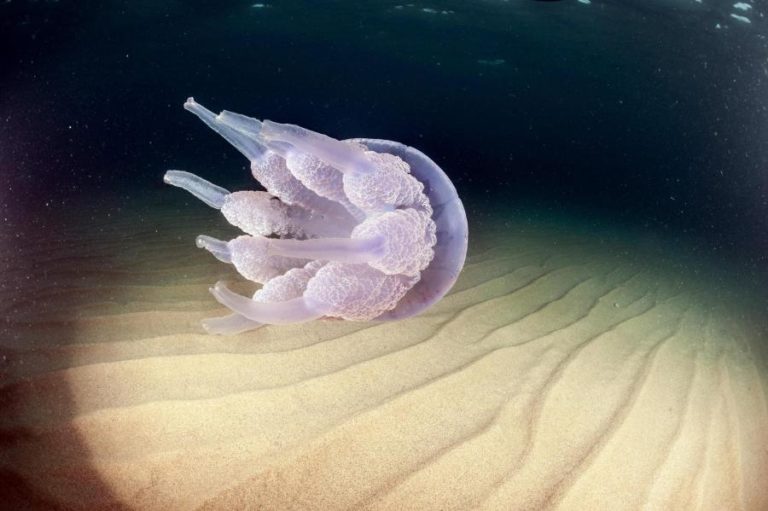 BANHOS DESACONSELHADOS EM PRAIA DA MARINHA GRANDE DEVIDO A MEDUSAS