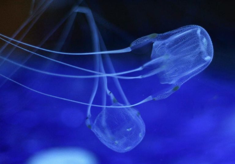 AUTORIDADE MARÍTIMA ALERTA QUE CONTACTO COM MEDUSAS PODE PROVOCAR ALERGIA