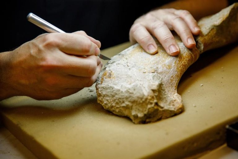 DINOSSAUROS TAMBÉM TINHAM CANCRO – ESTUDO