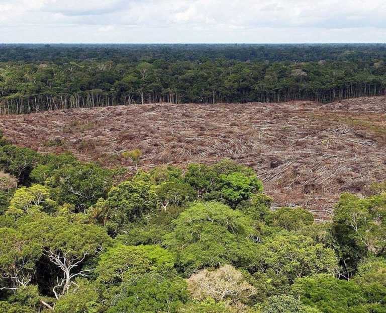BRASIL DESFLORESTOU 10% DO SEU TERRITÓRIO DESDE 1985 PARA A AGROPECUÁRIA